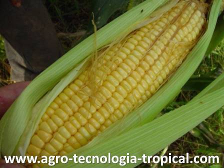 La mazorca de maíz superdulce es grande y brillante